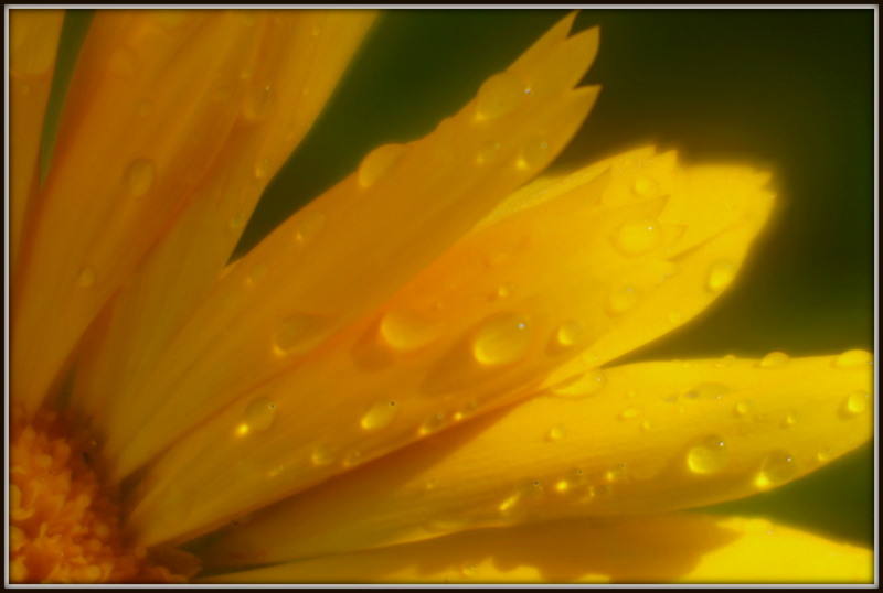 Фото жизнь (light) - adept25 - корневой каталог - Ромашка малая после дождя