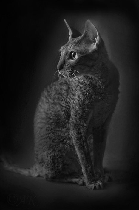 Фото жизнь (light) - Андрей Киселёв - 2011 - Котейко...