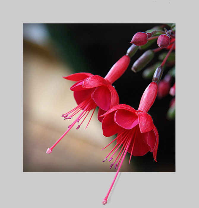 Фото жизнь - Janira - корневой каталог - red fuchsia