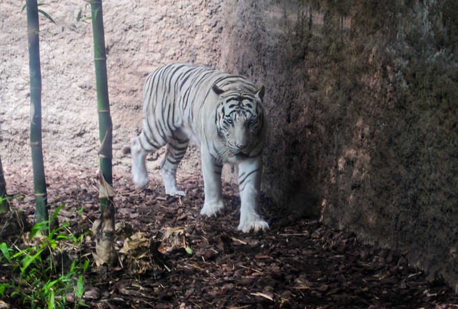 красавец тигр испанского zoo
