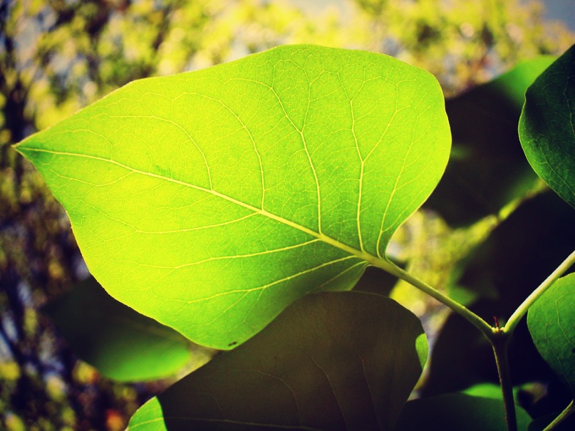 Фото жизнь (light) - seta903 - Природа - *