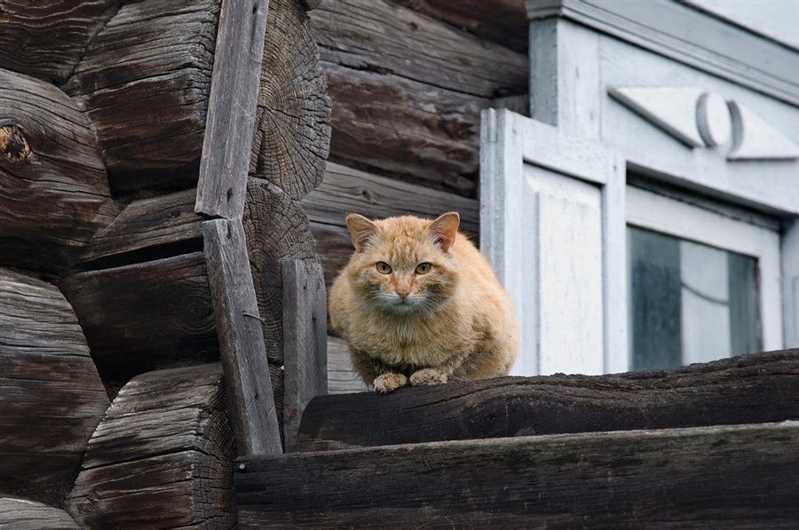 Фото жизнь