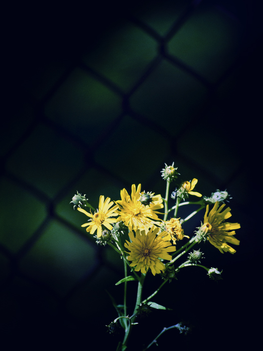 Фото жизнь (light) - Синицына Ольга - цветики - Дождаться осени