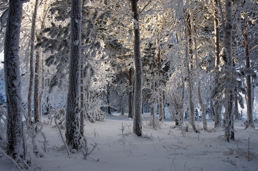 Фото жизнь