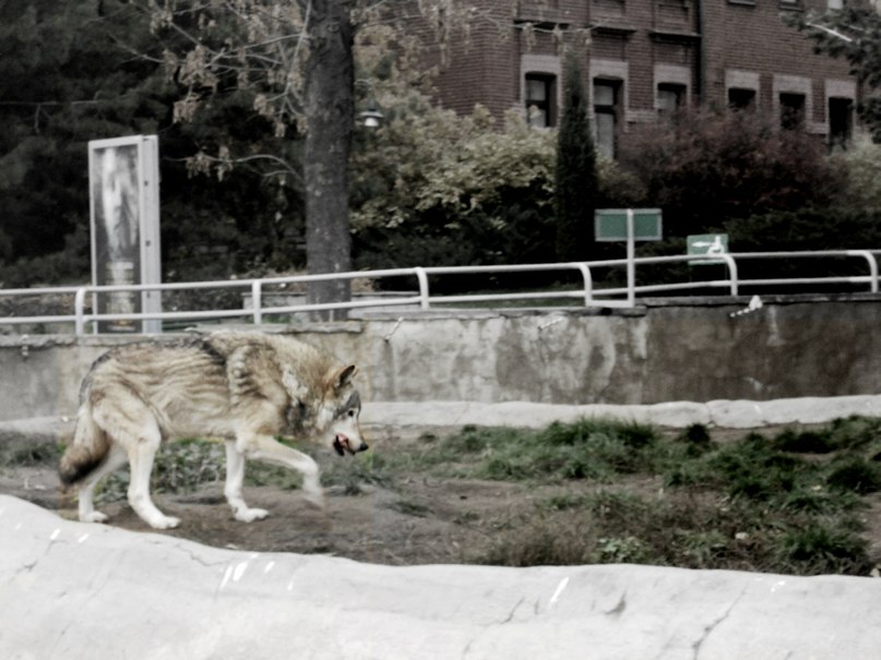 Фото жизнь (light) - Alice7lin - корневой каталог - wolf in zoo
