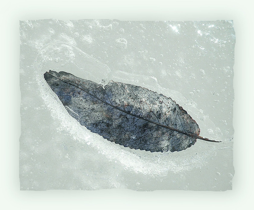 Фото жизнь (light) - D