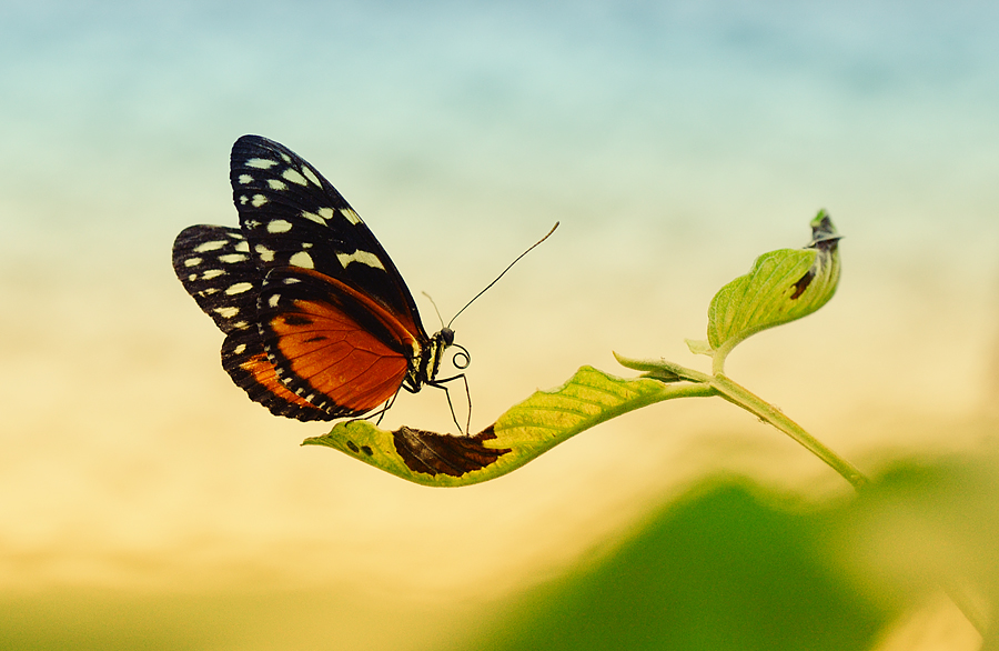 Фото жизнь (light) - Saranikolai - корневой каталог - Butterfly