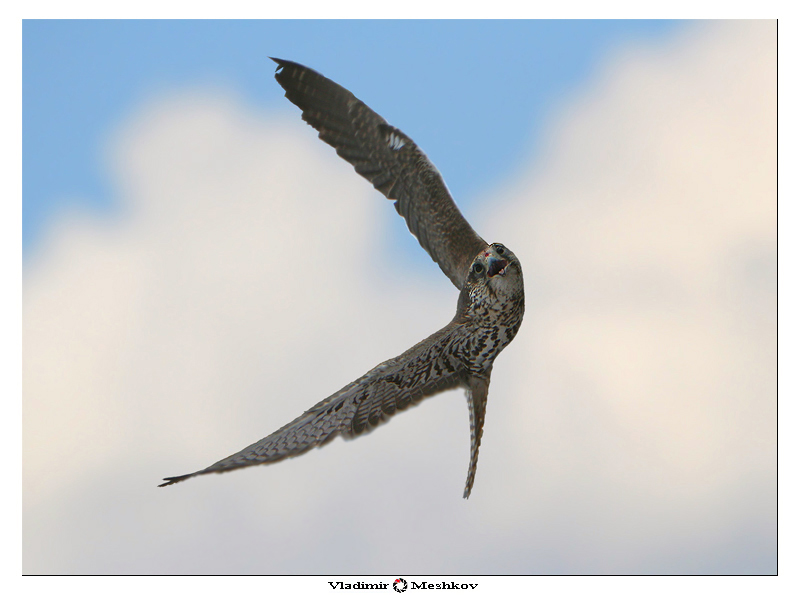 Фото жизнь - Vladimir Meshkov - корневой каталог - Hight Speed Falcon In Attack!