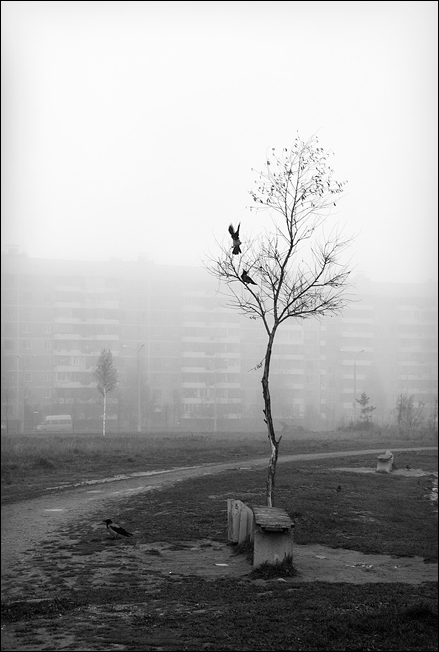 Фото жизнь (light) - Александр Гришаев - птицы и камни - ...
