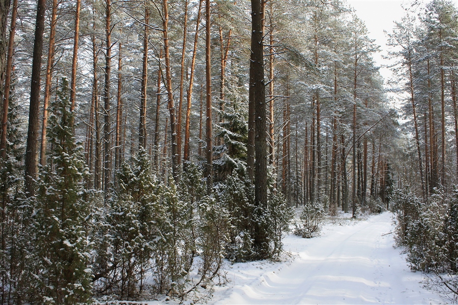 Фото жизнь