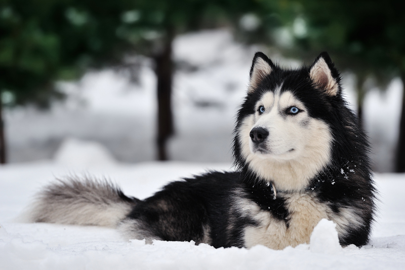 Фото жизнь (light) - Владимир Никуленко - корневой каталог - Лекс