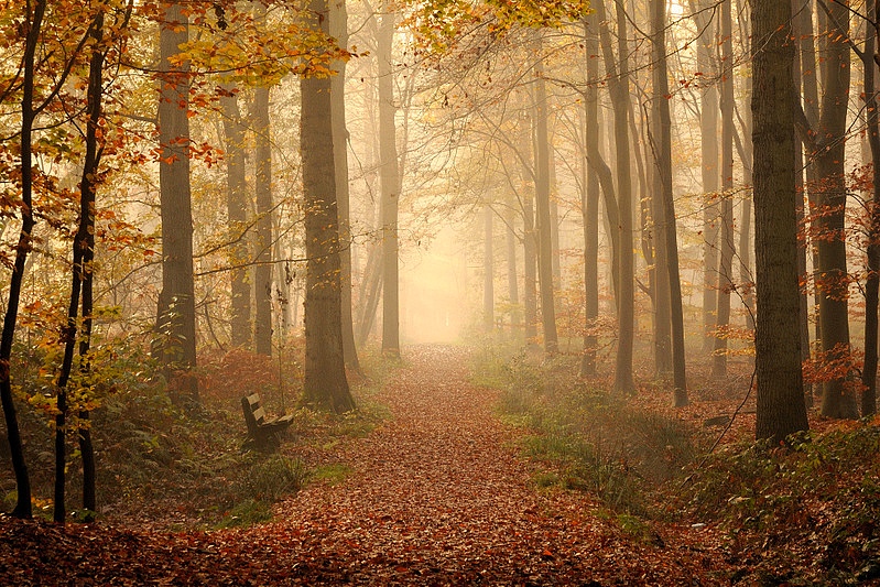 Фото жизнь (light) - Johny Hemelsoen - корневой каталог - Mysterious forest.