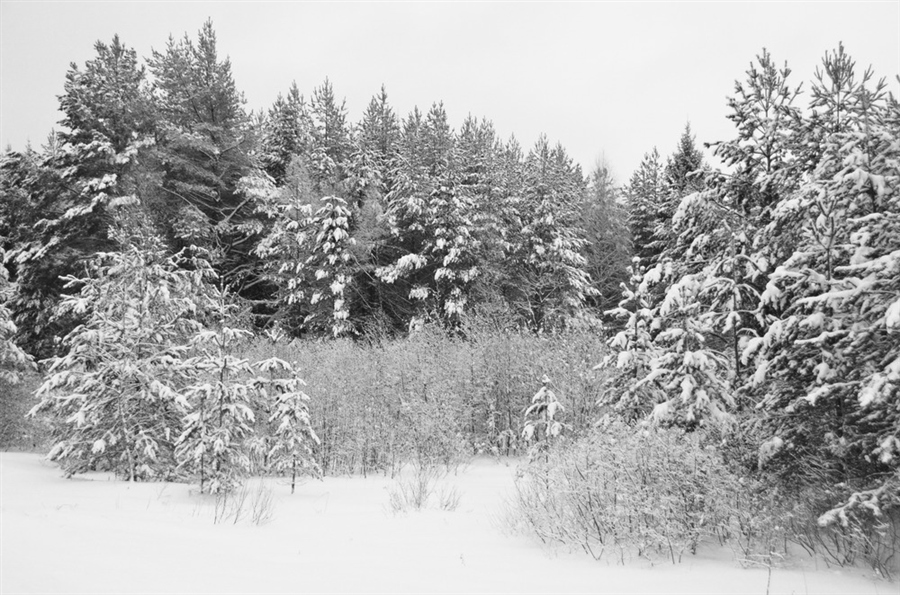 Фото жизнь