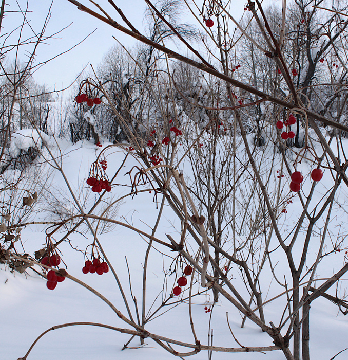 Фото жизнь - Аринка - Зима - зимняя ягода