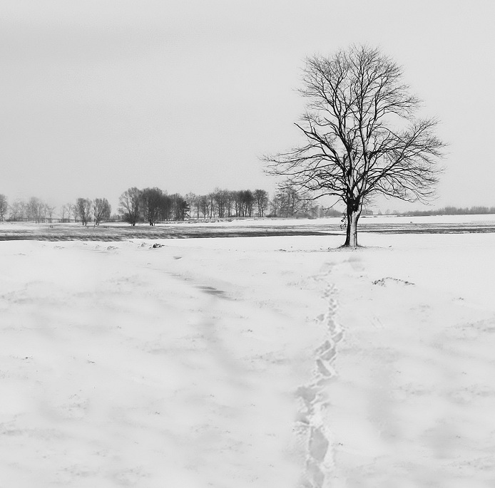 Фото жизнь (light) - Lilliya - корневой каталог - Следы на снегу.......