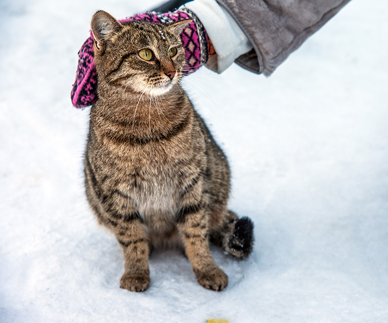 Фото жизнь (light) - stonch - Cat  - Монастырский кот