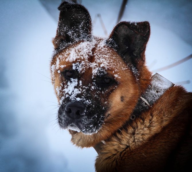 Фото жизнь (light) - Дмитрий Бородин - животные - снежный пёс...