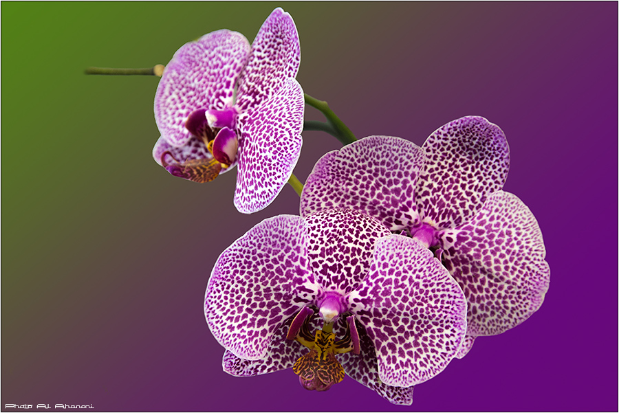 Фото жизнь - Алексадр Аарони(Стружко) - Орхидеи - Орхидея 41