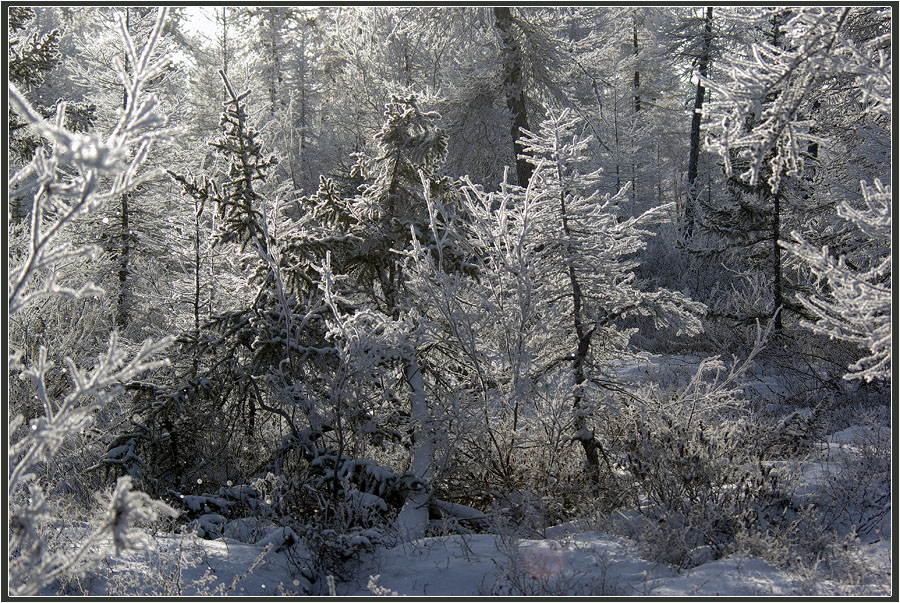 Фото жизнь (light) - Виктор Солодухин - Сказочная зима - Серебряные дебри