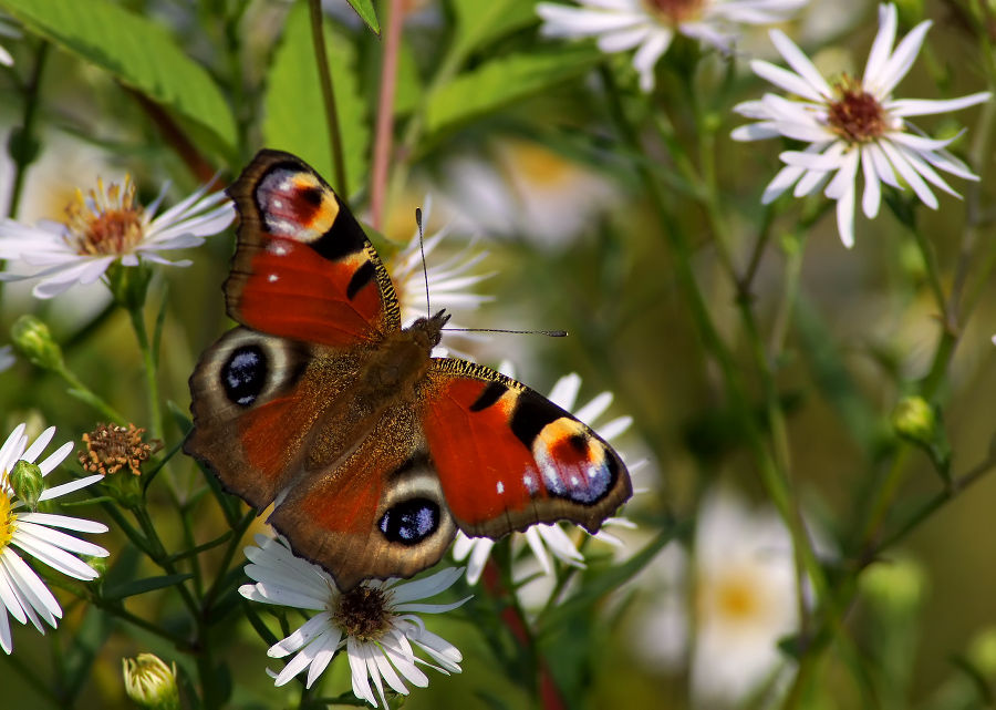Фото жизнь (light) - Чепленко Алексей - корневой каталог - Павлиний глаз