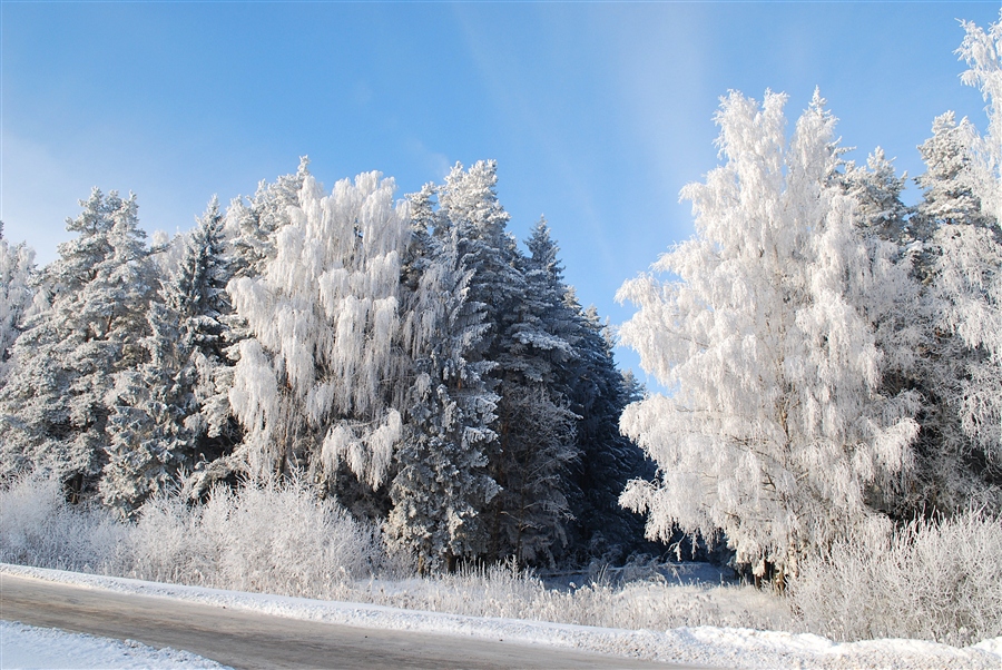 Фото жизнь