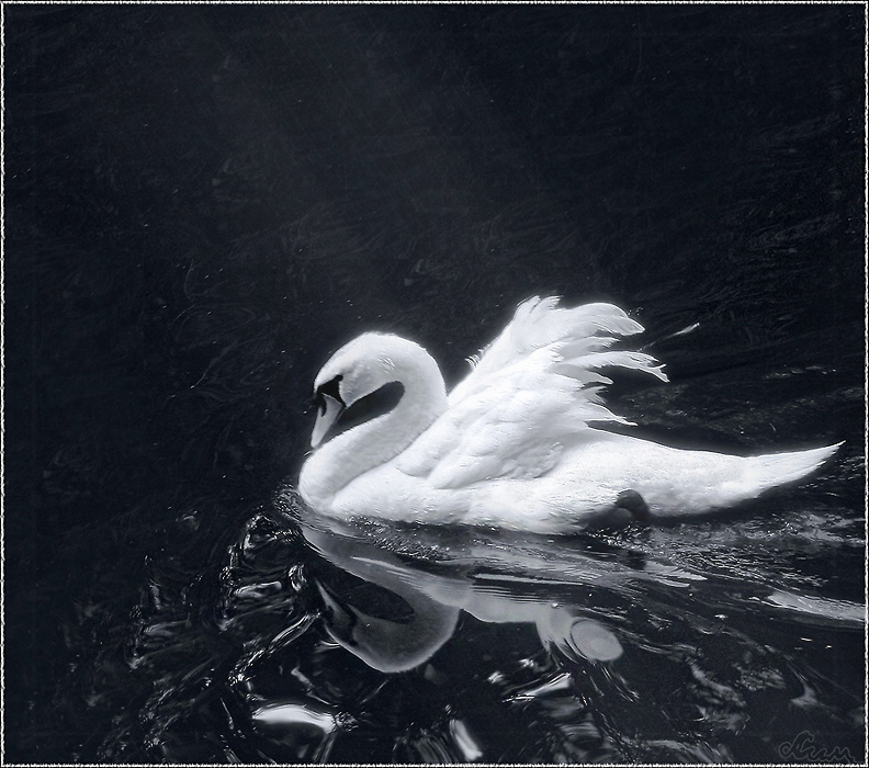 Фото жизнь (light) - Alora - корневой каталог - Лебедь на черном