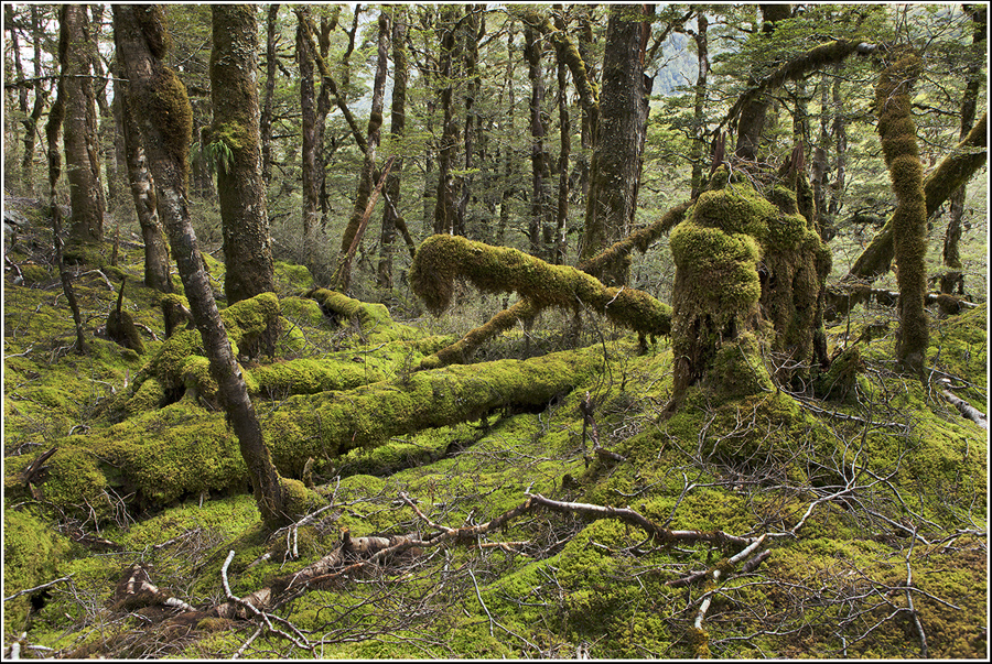 Фото жизнь (light) - Сергей Артеменко - корневой каталог - Тут чудеса, тут леший бродит