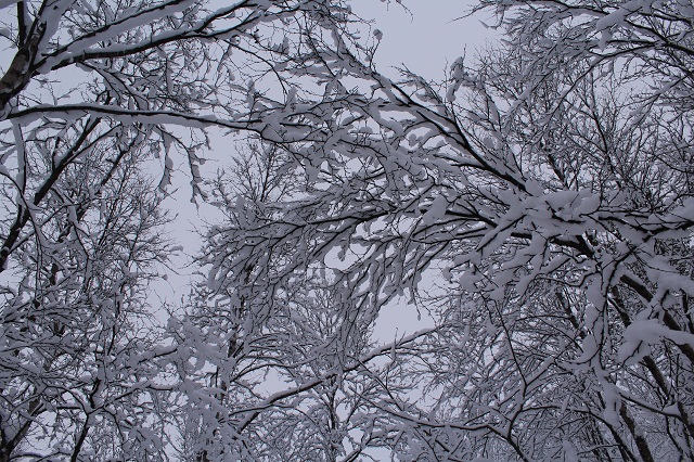 Фото жизнь - MIESZKO - корневой каталог - мороз сковал деревья в снег!
