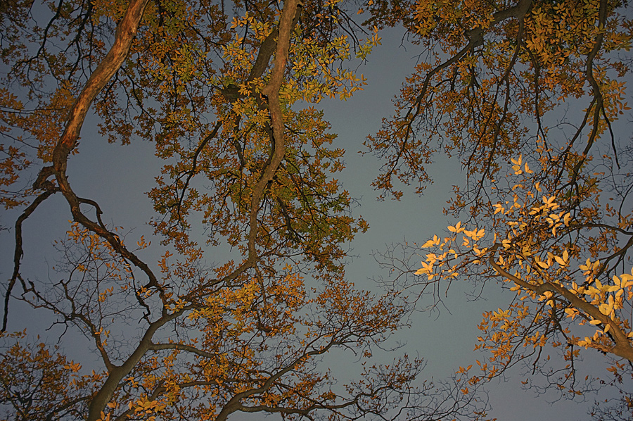 Фото жизнь (light) - Gela Ghatchava - Nature - tree