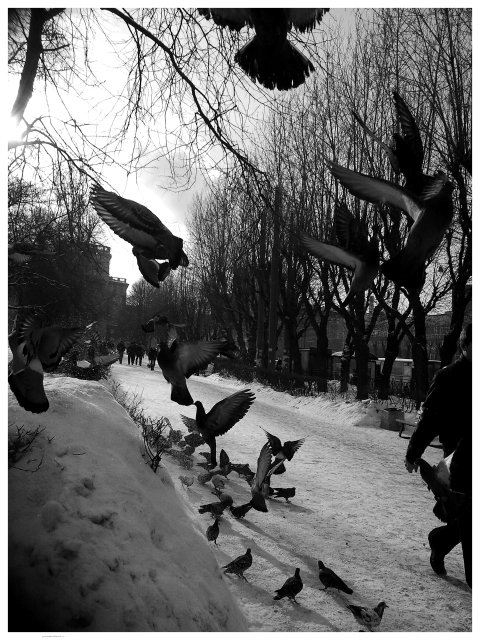 Фото жизнь (light) - pimokat2007 - корневой каталог - голуби , которых вспугнул прохожий у станции метро Кировский завод