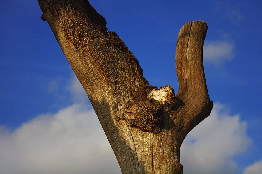 Фото жизнь (light) - Gela Ghatchava - Nature - tree bark