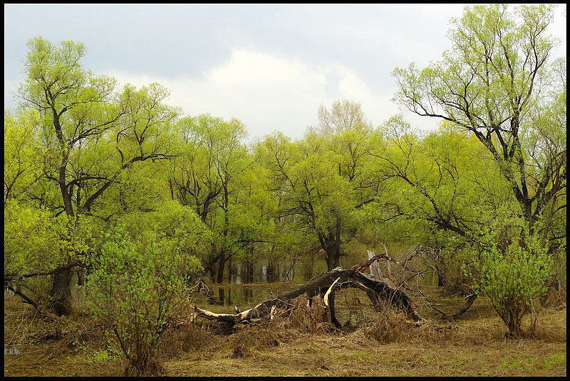 Фото жизнь (light) - Намик Багиров - корневой каталог - Из жизни деревьев