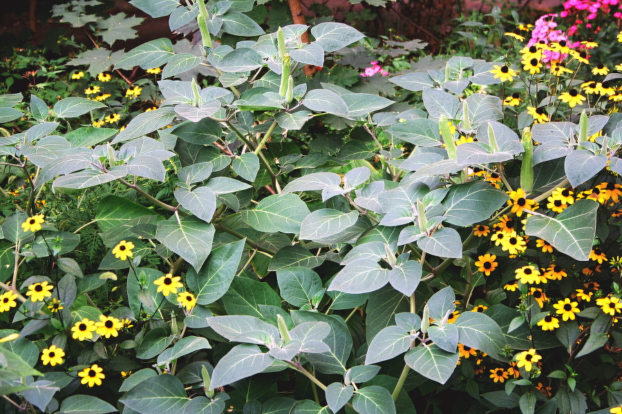 Фото жизнь (light) - Medvedb - корневой каталог - Скоро лето.