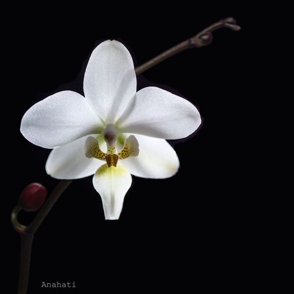 Фото жизнь - Anahati - корневой каталог - Белая орхидея