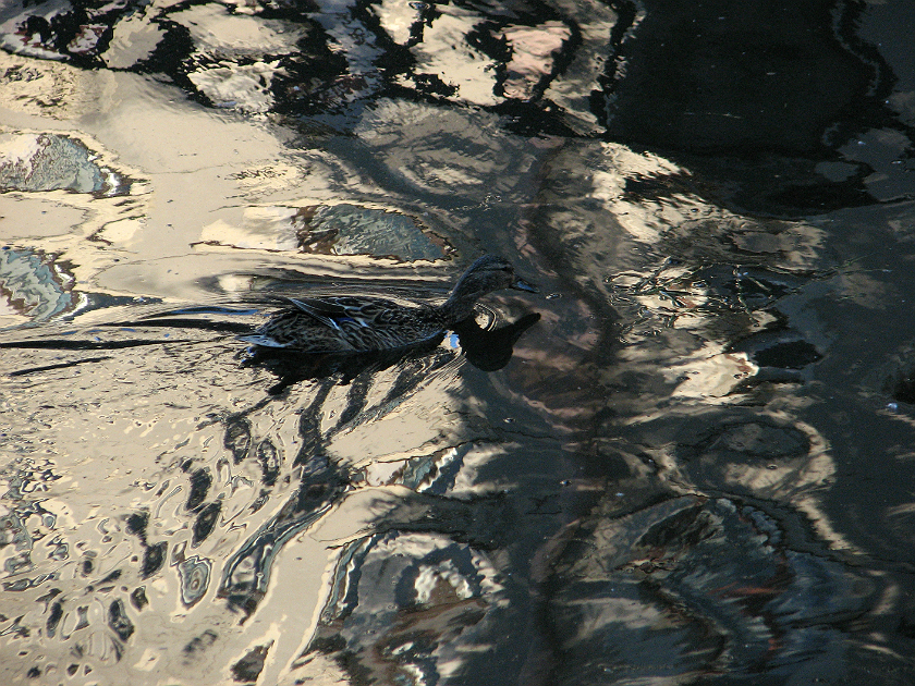 Фото жизнь (light) - dzinner - корневой каталог - утка