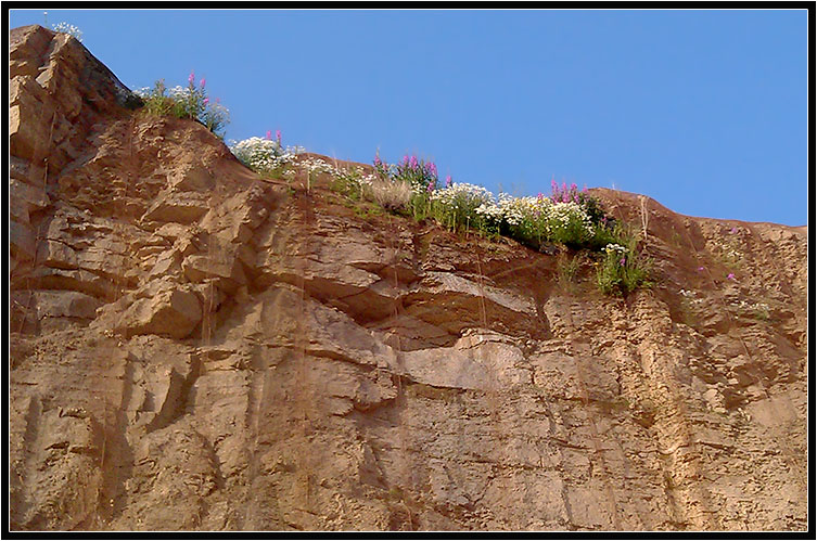 Фото жизнь - Сергей Бережной - корневой каталог - В Якутии такое корткое лето,что даже на скалах растут цветы.
