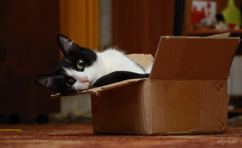 Фото жизнь (light) - skydali - животные - печалька :)