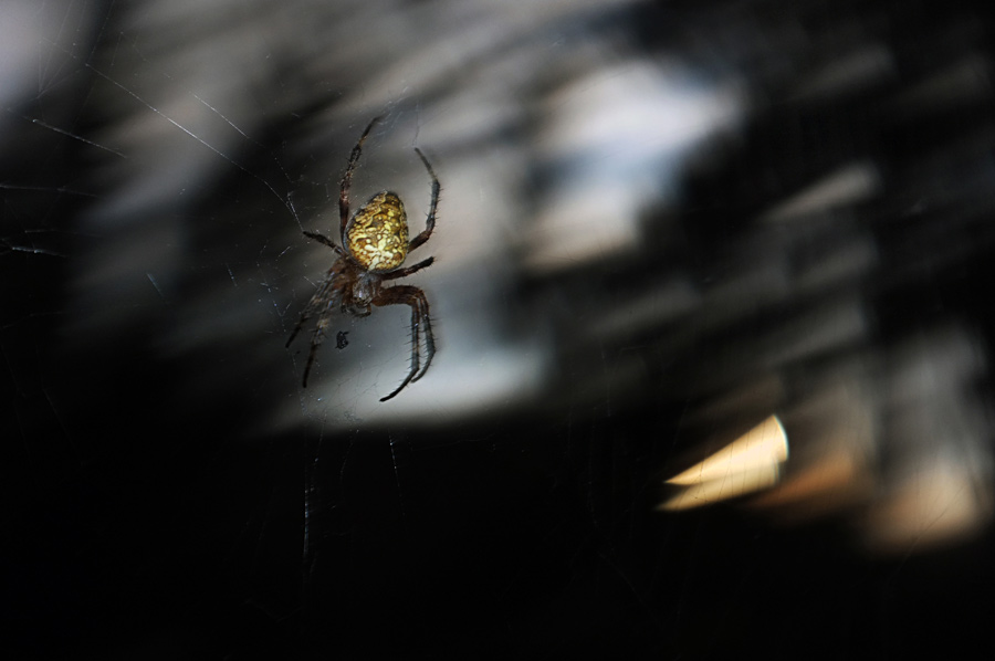 Фото жизнь (light) - Gela Ghatchava - Nature - spider