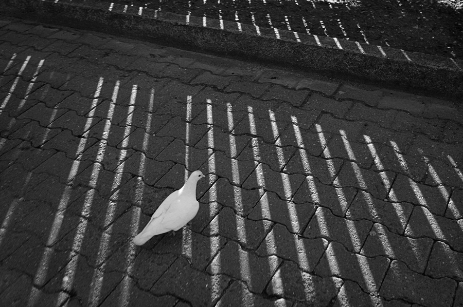 Фото жизнь (light) - Gela Ghatchava - Street Photography - dove