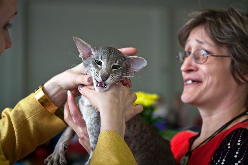 Фото жизнь (light) - Бакулина Екатерина - Выставки кошков и собаков - Если он не замолчит - придушу! Ой, не надо, он больше не будет!!!