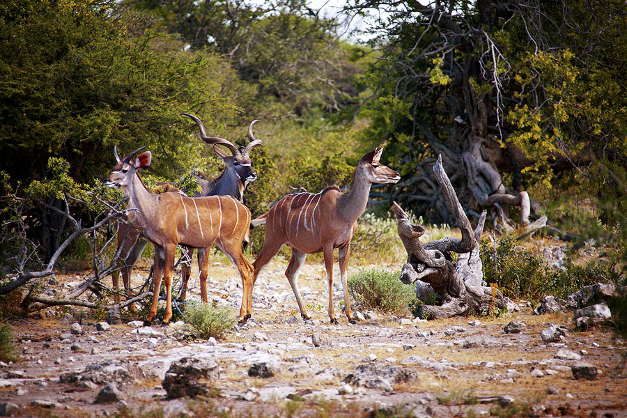 Фото жизнь (light) - Slavado   - Намибия - Большой куду... с двумя жёнами