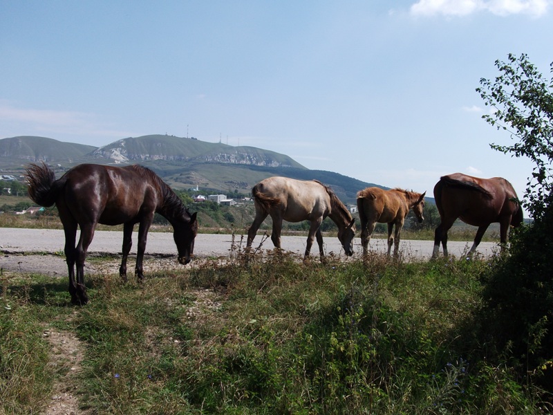 Фото жизнь (light) - OKSANA_KOSATENKO - корневой каталог - Бродят кони