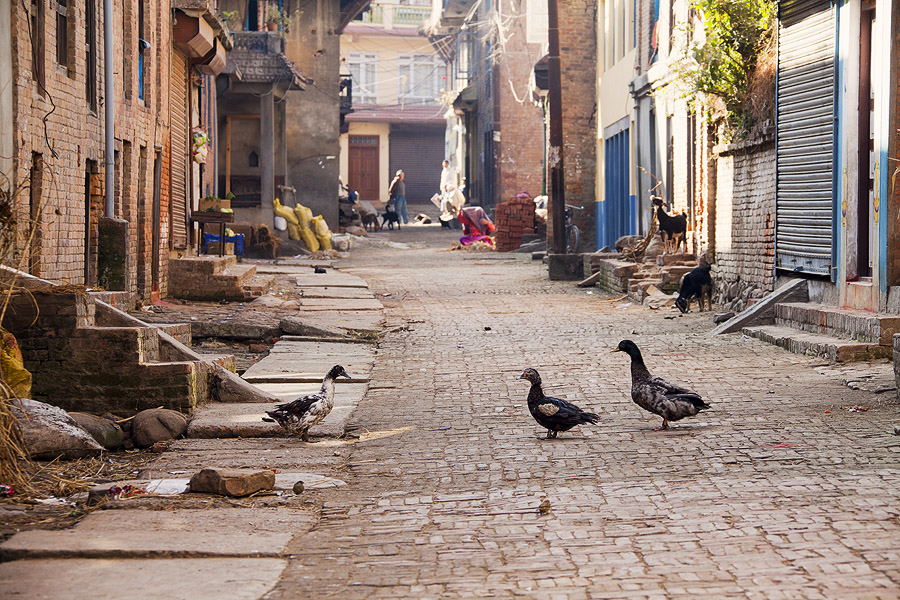 Фото жизнь (light) - Slavado   - Непал - Обитатели улиц