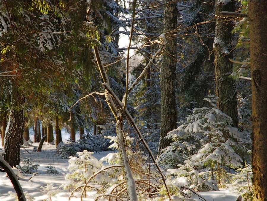 Фото жизнь