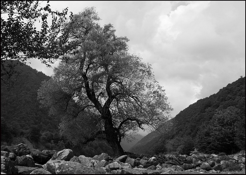 Фото жизнь - Намик Багиров - корневой каталог - Из жизни деревьев 4