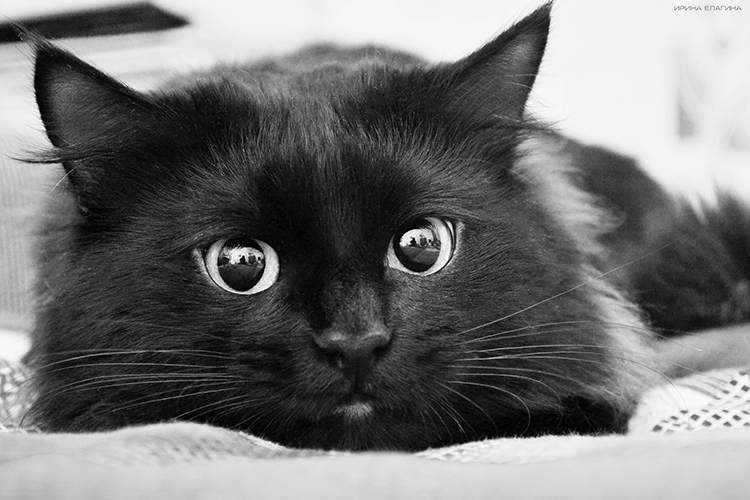 Фото жизнь - WORLD - кошки - *