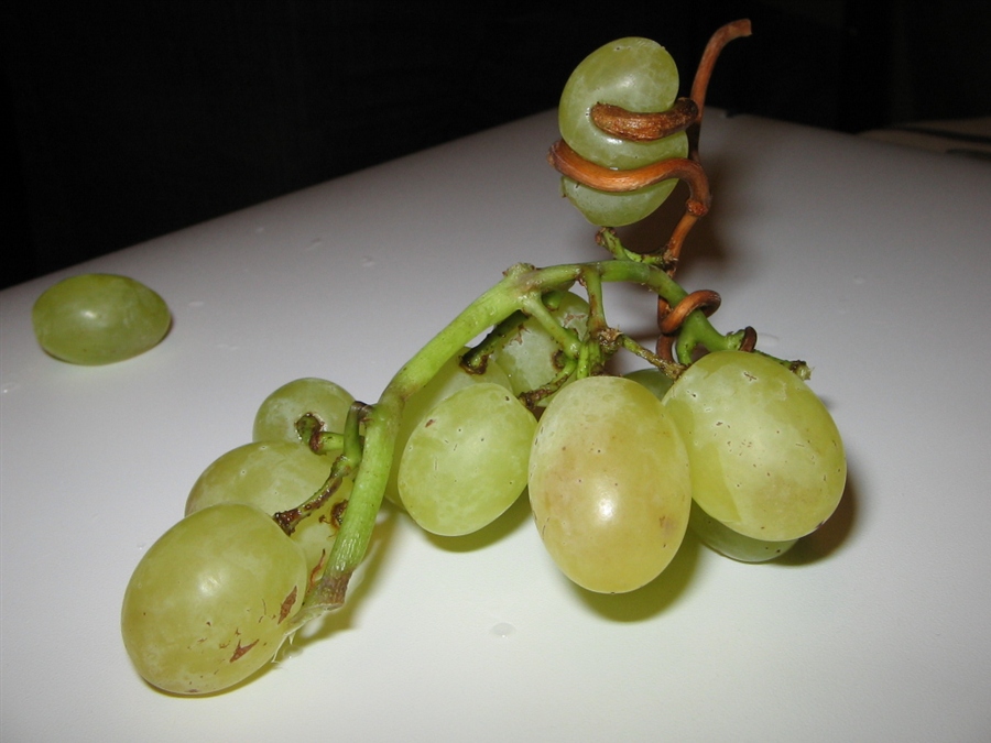 grape turn