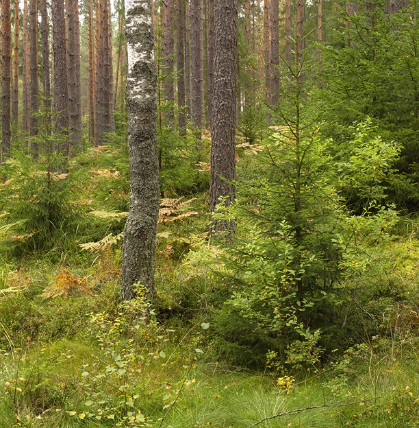 Фото жизнь - Boris_ - пейзаж - кусочек леса
