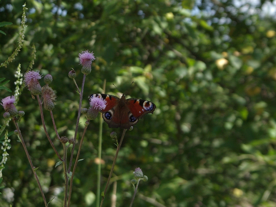 Мадам Батерфляй