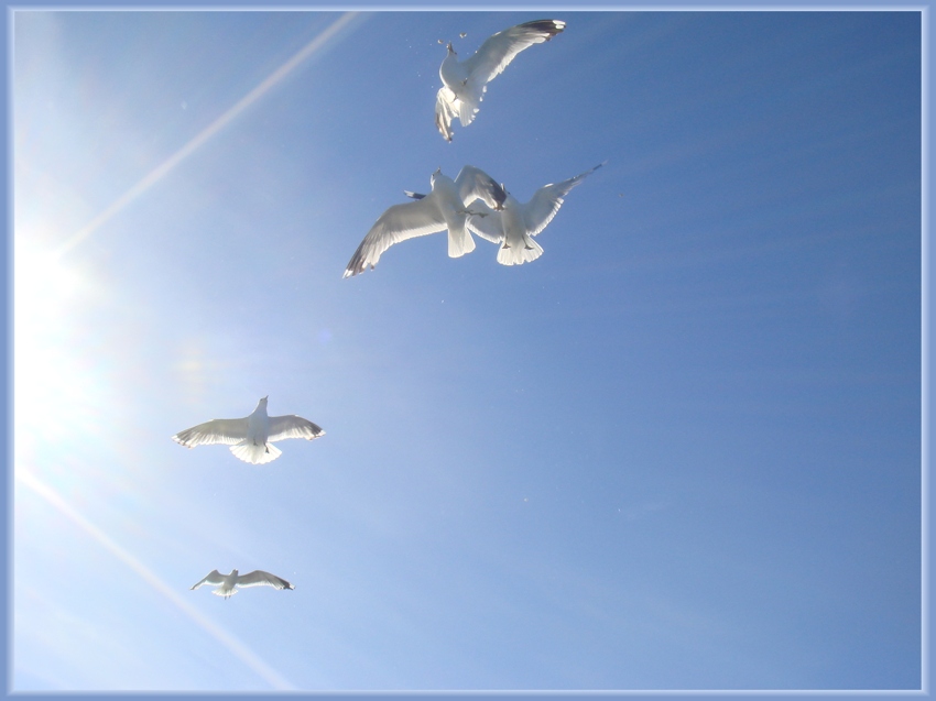 Фото жизнь (light) - katya_ra - Соловки - Из жизни чаек